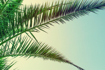 Fototapeta premium Tropical palm tree on sky background