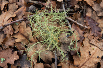 Beard Lichen on Forest Floor in Winter
