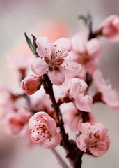 Wiosenne różowe kwiaty - Brzoskwinia - obrazy, fototapety, plakaty