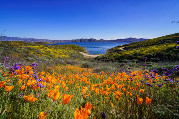 Lots of wild flower blossom at Diamond Valley Lake