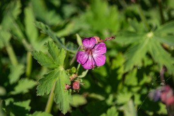 Bigroot Geranium Flowers in Bloom in Springtime