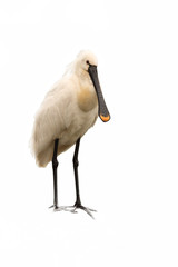 Eurasian spoonbill or common spoonbill (Platalea leucorodia), standing on a hill of clay. Spoonbil with green background. Spoonbill isolated.