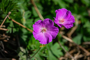 Bigroot Geranium Flowers in Bloom in Springtime
