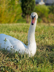 White Swan on a green lawn