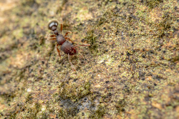 Tetramorium lanuginosum, woolly ants, a common tropical invasive ant species