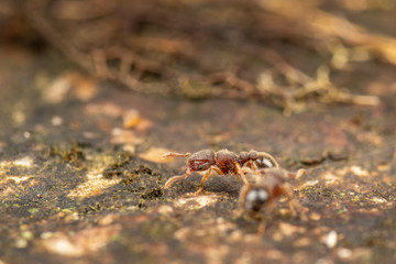 Tetramorium lanuginosum, woolly ants, a common tropical invasive ant species