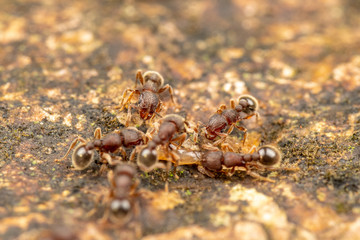 Tetramorium lanuginosum, woolly ants, a common tropical invasive ant species