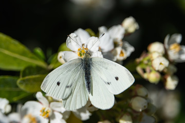 Cabbage White Butterfly on Mexican Orange Flowers in Springtime