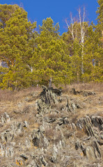 rocky shore of the frozen river with tall pine trees