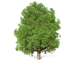 A tree isolated over a white background for graphic design, illustration image.
