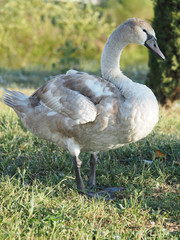 The swan is standing on the green lawn