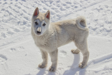 Puppy West Siberian Laika. Breed of hunting dogs of the Northern forest zone.