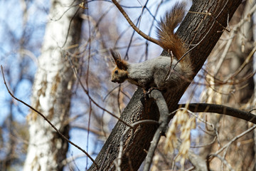 squirrel sitting on a tree branch
