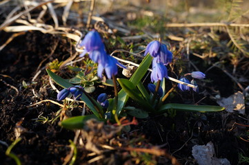 Fototapeta na wymiar spring blue flowers