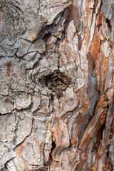 Texture bark of a tree