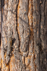 Angara pine is an evergreen coniferous tree of the pine family.
