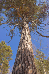 Fototapeta premium Angara pine is an evergreen coniferous tree of the pine family.