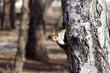 curious squirrel peeps out of the tree