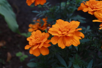 marigold orange flowers in the garden