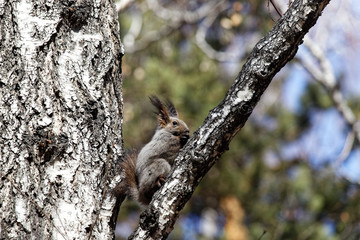 squirrel eating on a tree branch