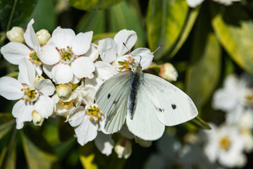Cabbage White Butterfly on Mexican Orange Flowers in Springtime