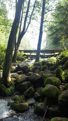 Obraz premium Forest river and waterfall. Large green moss covered stones with trees and bushes in summer.