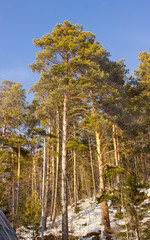 Fototapeta premium Angara pine is an evergreen coniferous tree of the pine family.