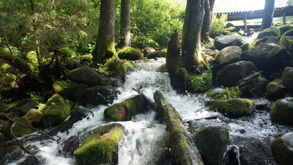 Forest river and waterfall. Large green moss covered stones with trees and bushes in summer.