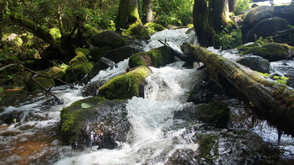 Forest river and waterfall. Large green moss covered stones with trees and bushes in summer.