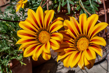 Yellow flowers with shaded red stripes