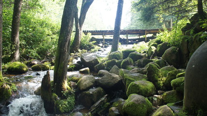 Forest river and waterfall. Large green moss covered stones with trees and bushes in summer.