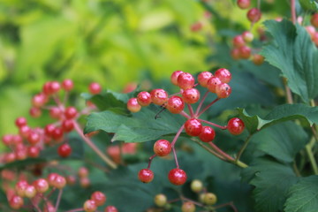 red berries on a branch