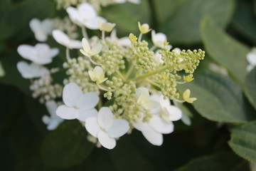 white flowers of a tree in spring