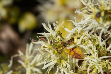 Chinese Fringeflowers in Bloom in Springtime