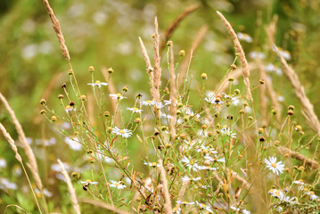 flowers in grass