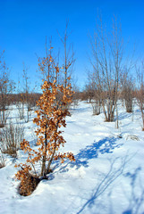 Oak tree with bright yellow dry leaves on meadow covered with snow, blue sky background