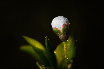 Young unblown cherry plum bud early in the morning in dew