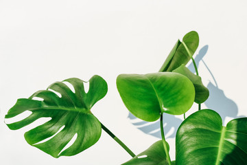 Background texture of a bright green Monstera plant (also called swiss cheese plant) isolated against a white background with lots of space for text.