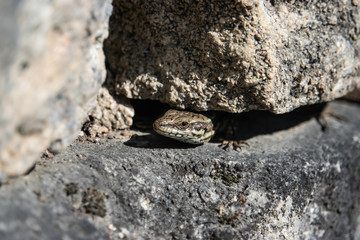 Common Wall Lizard Peeking Out From Under Rock in Springtime