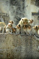 Affentempel und Affen in Lopburi, Thailand