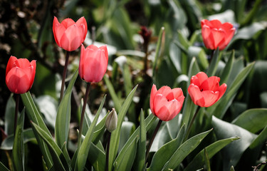 tulips in the garden
