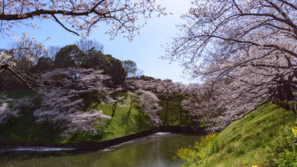千鳥ヶ淵の桜