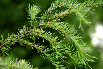 green pine branch of a tree