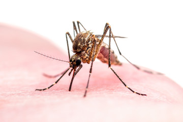 Encephalitis, Yellow Fever, Malaria Disease or Zika Virus Infected Culex Mosquito Parasite Insect Macro Isolated on White Background
