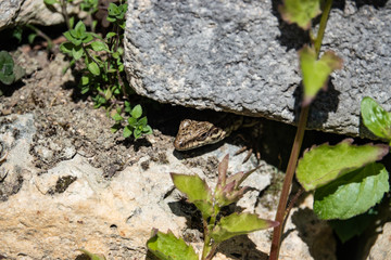 Common Wall Lizard Peeking Out From Under Rock in Springtime