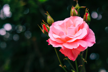 Fototapeta premium Beautiful pink rose for valentine's day,Love concepts.
