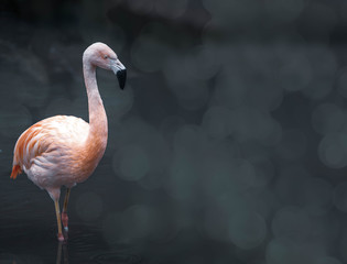 Flamingo with bokeh and space to the side 