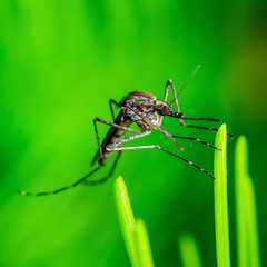 Encephalitis, Yellow Fever, Malaria Disease or Zika Virus Infected Culex Mosquito Parasite Insect Macro on Green Background
