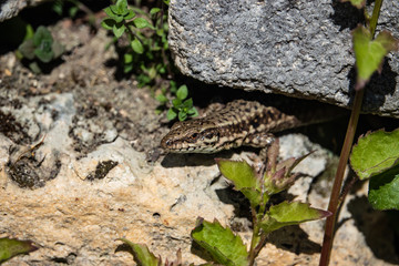 Common Wall Lizard Peeking Out From Under Rock in Springtime