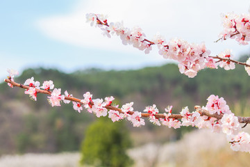  Beautiful cherry blossom , sakura  in spring time .